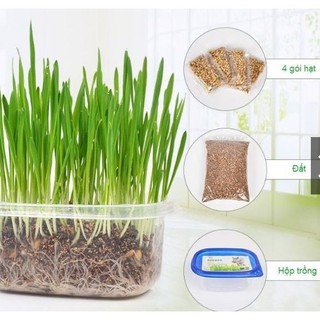 BỘ KIT TRỒNG CỎ MÈO GỒM: 1 KHAY TRỒNG + 5 GÓI HẠT GIỐNG + 1 TÚI ĐẤT GIÁ RẺ