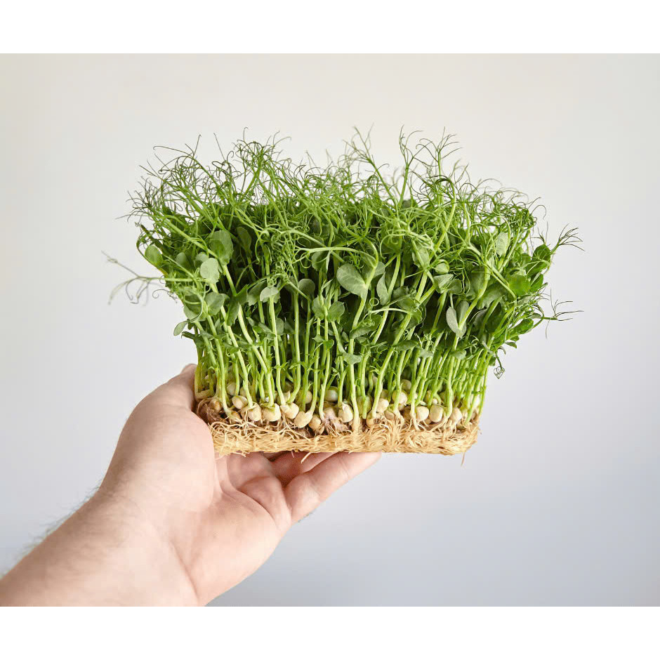 Hạt Giống Mầm Đậu Hà Lan - h2t farm