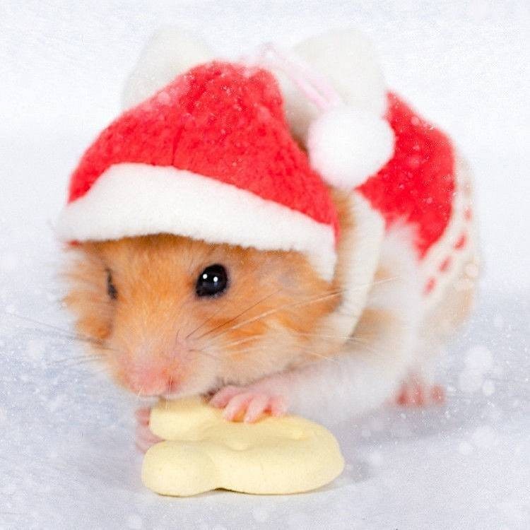 Xiaoxiaojia Hamster Clothes Mini Small Djungarian Hamster Hamster Photo Commemorative Cute Hat Cloth