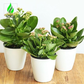 YIYU hoa tròn văn phòng tự động Tưới nước để bàn Trang trí chậu trồng cây