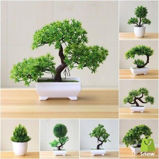 Cây nhựa nhân tạo cây cảnh cây nhỏ mô phỏng nồi bàn chậu đồ trang trí hoa vườn sắp xếp trang trí bàn nhà