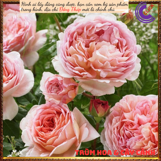 Chậu hoa hồng leo mơ Abraham Darby 💍Hoa Mười Giờ Bonsai & Phụ Kiện