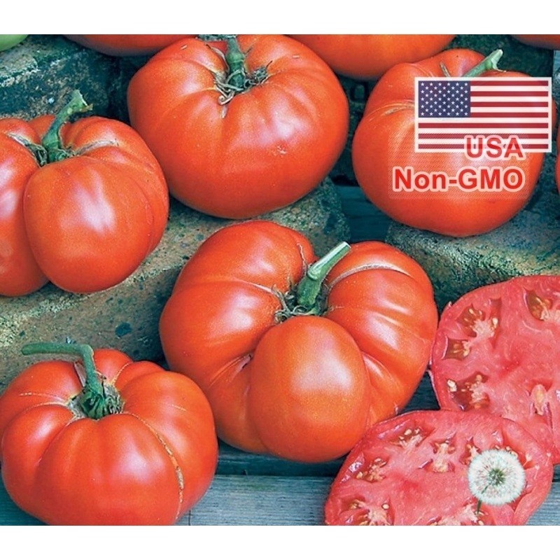 [Shop_Hoai_Nam] Hạt Giống Cà Chua Beef  khía hà lan (Solanum lycopersicum)