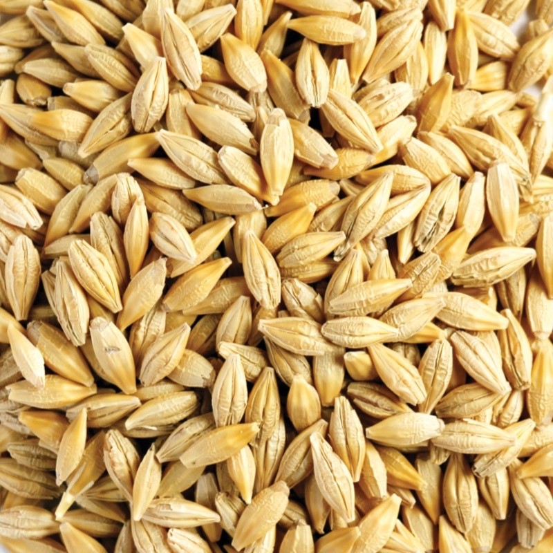 2kg hạt Lúa Mạch/Đại Mạch nguyên vỏ (Barley Seed/Raw Barley) đa công dụng.