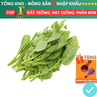 Hạt giống rau mồng tơi dễ trồng quanh năm, nảy mầm cao, thu hoạch nhanh, năng suất cao