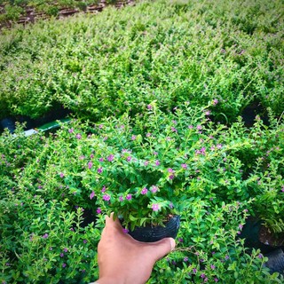Cây hoa cẩm tú mai trong bầu (Ảnh thật)