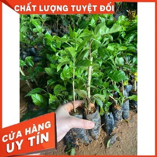 Cây Giống Hoa Dâm Bụt cánh kép bầu rễ ổn định
