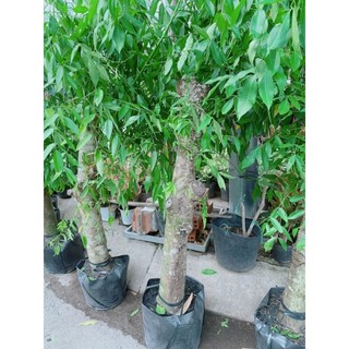 (Hỏa Tốc) Cóc Thái Gốc Cổ Thụ 1m2-1m5