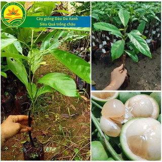Cây giống dâu da xanh siêu quả trồng chậu, dâu đất miền nam, giống cây siêu trái, quả siêu ngọt