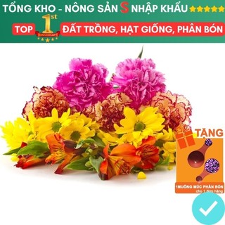 Hạt giống hoa nhiều loại, rực rỡ, trồng chậu, dễ trồng, chịu nhiệt, trồng quanh năm, nhanh ra hoa
