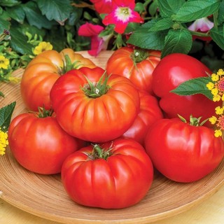 [Shop_Hoai_Nam] Hạt Giống Cà Chua Beef  khía hà lan (Solanum lycopersicum)