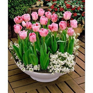  CỦ HOA TULIP HÀ LAN SIZE TO 6-7 CM NHIỀU MÀU  RA HOA SAU 20-25 NGÀY - CỦ TULIP TRỒNG ĐẤT VÀ CÓ MẦM SẴN - Shop Em Huyền 