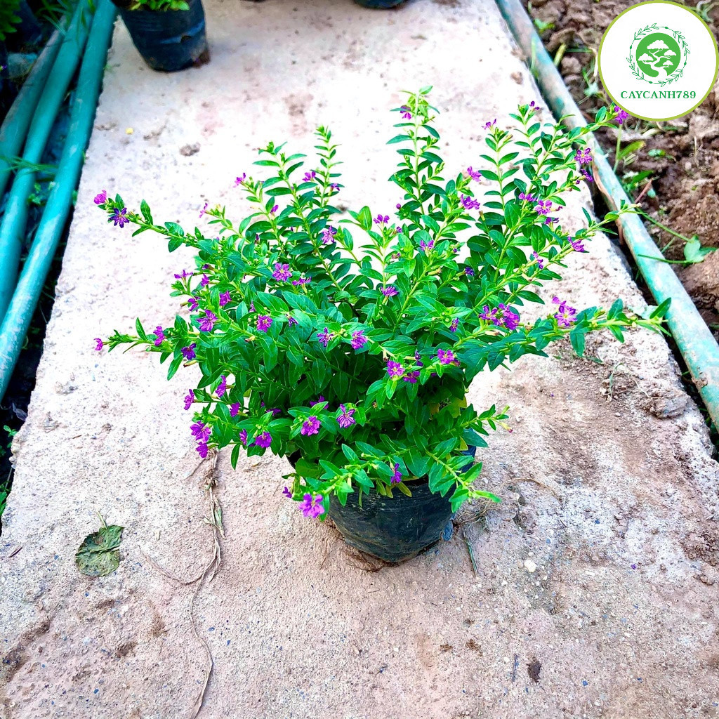 Cây hoa cẩm tú mai trong bầu (Ảnh thật)