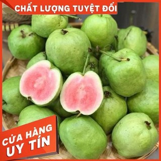 Cây Giống Ổi RuBy ruột đỏ chắc khỏe bầu rễ ổn định
