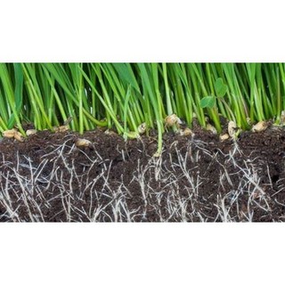 Kích thích ra rễ cực mạnh Root King lọ 20ml