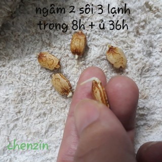 [Gói 10 hạt] Hạt giống Khổ qua F1 (mướp đắng)