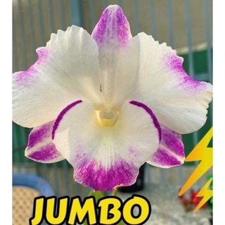 Hoa lan denro lai cat Jumbo, hoa rất thơm, cây trưởng thành, sắp nhú ngồng to khỏe