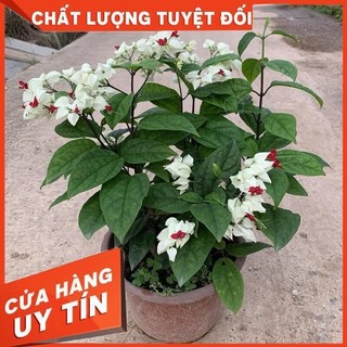 Cây Giống Ngọc Nữ cao 30-40cm bầu rễ ổn định tươi xanh