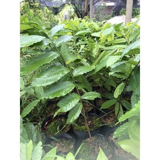 Cây giống hoa dẻ đổi màu xanh - vàng