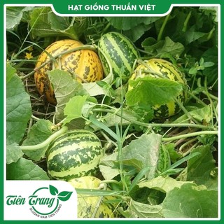 Hạt giống dưa gang thơm tn