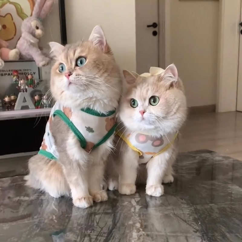 Áo Vest mèo thoáng khí có thiết kế chuyển màu, chống rụng, kiểu dáng mỏng, thích hợp cho mèo con Rag