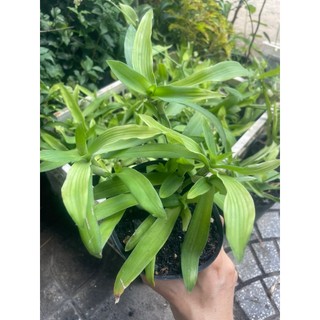 Cỏ bao tử hay còn gọi là linh chi thảo, cỏ dạ dày cây giống 3 miền