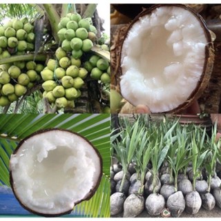 CÂY GIỐNG DỪA SÁP - dừa đặc ruột, dừa kem.