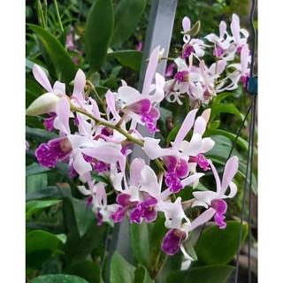 Hoa Lan Dendro Nắng Thỏ Xưa hoa thơm, màu hồng, chậu cây trưởng thành, nhiều thân, sắp có ngồng hoa