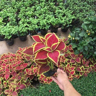 Cây lá gấm cao 20cm đẹp rẻ