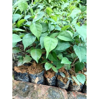 Cây giống lá giang -dùng để nấu canh chua