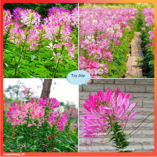 300 hạt giống hoa Túy Điệp