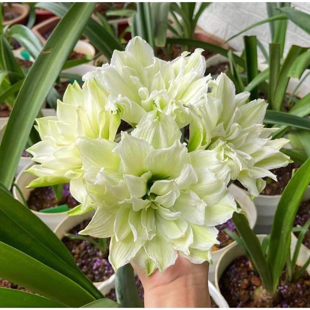 Hoa lan huệ cánh kép, hoa loa kèn tây Amaryllis Young Crane - Bách Điền Shop Hoa _Mai trang