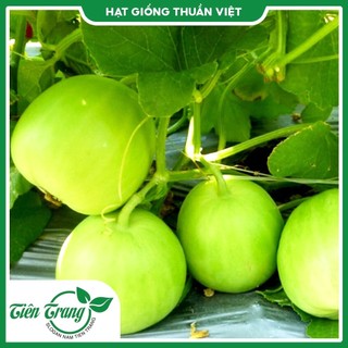 Hạt giống dưa lê tn - 75