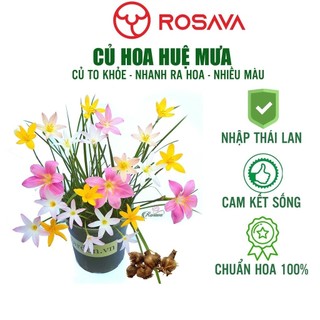 Củ hoa huệ mưa Thái Lan nhóm N1, hoa tóc tiên 7 màu, sai hoa, dễ sống, ROSAVA chuẩn tag, có bảo hành _Chuẩn giống