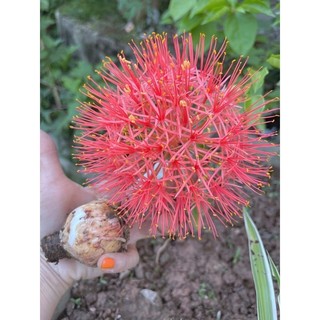 CỦ HOA HỒNG TÚ CẦU.