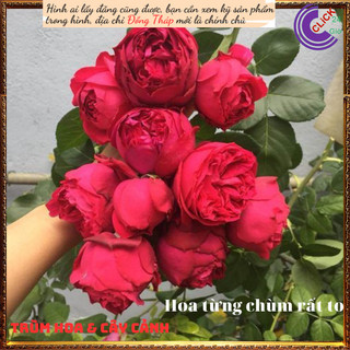 Chậu hoa hồng leo Red Eden siêuthơm 💍Hoa Mười Giờ Bonsai & Phụ Kiện