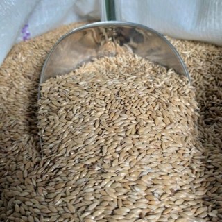1kg hạt láng yến cho yến hót láng yến cho vẹt láng yến cho yến phụng láng yến cho sắc nhật mạnh manh