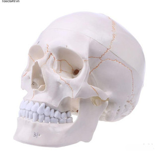 Toxicla49searching for Human Size Skull Models in Human Anatomy Medicine for Hea Bone Teaching