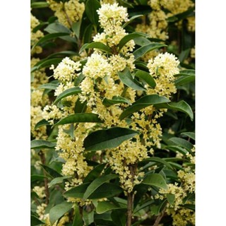 CÂY MỘC HƯƠNG HOA VÀNG THOÁT THÂN CAO 80cm-1m