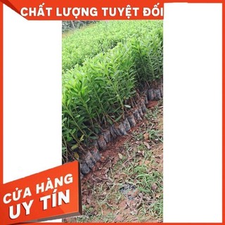 Cây Giống Đỗ Quyên cao 30cm bầu rễ ổn định