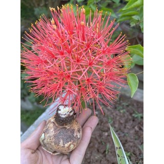 Củ hoa hồng tú cầu.