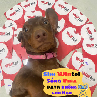 Sim Wintel Data không giới hạn - Miễn phí cước gọi nội mạng và Vinaphone