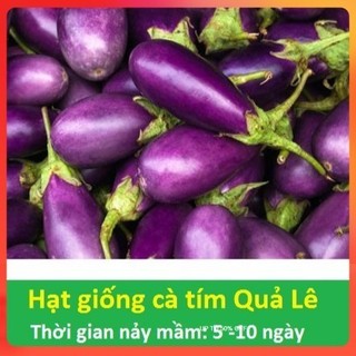 Hạt giống cà tím, cà nâu, cà giòn