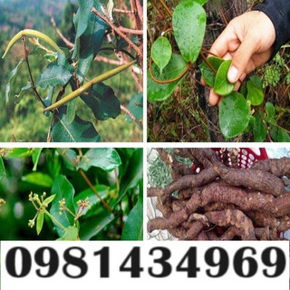 Cây Hà Thủ Ô Khô (Dây, Thân lá khô) 01KG Ngon