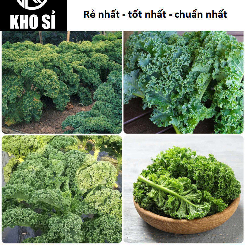 Hạt giống cải Kale xoăn xanh, cải kale xoăn tím dễ trồng năng suất cao