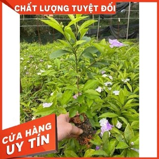 Cây Giống Hoa Nhài Nhật cao 35-40cm bầu rễ ổn định