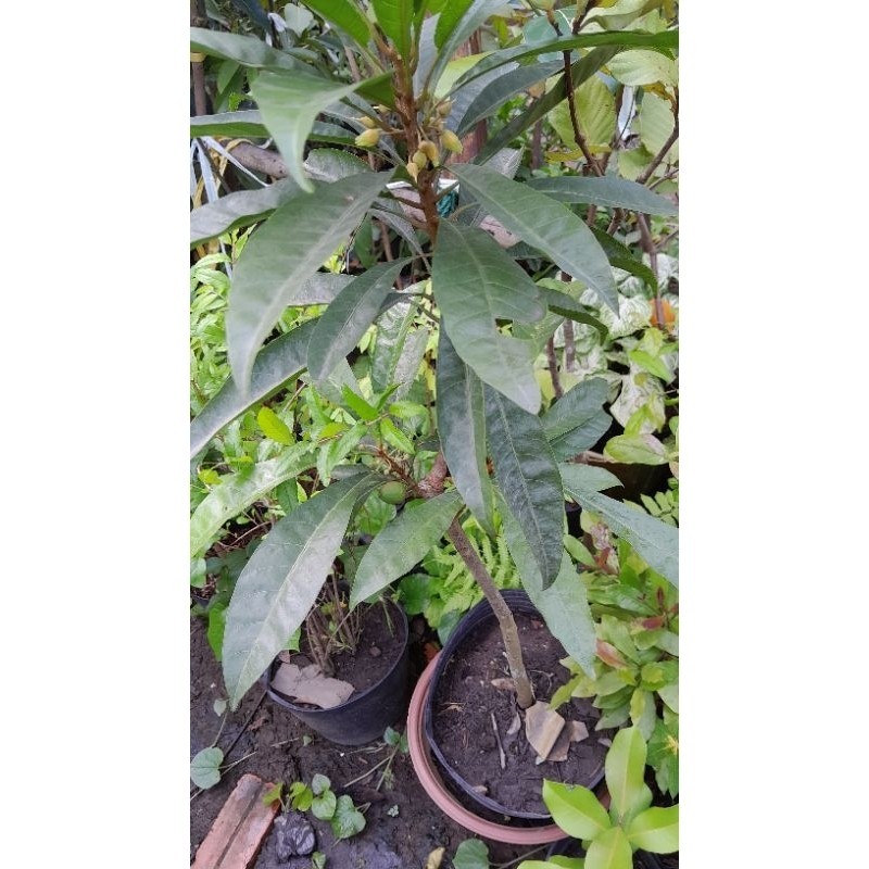 Cây lê ki ma thái lan cây ghép, đẹp.