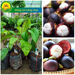 Măng cụt Bến Tre trồng chậu, nữ hoàng trái cây, năng suất cao, siêu thơm ngon