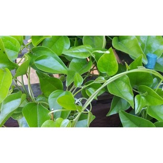Hạt Giống Sương Sâm Ta lá trơn