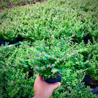 Cây hoa cẩm tú mai trong bầu (Ảnh thật)